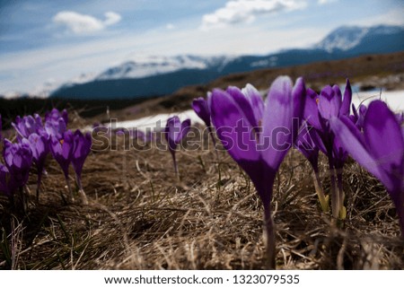 Crocus flowers bloom in a mountain meadow in spring Carpathian mountains. 
Amazing landscape, beautiful flowers, blue sky with clouds, blue mountain chains. Purple flowers near melting snow.