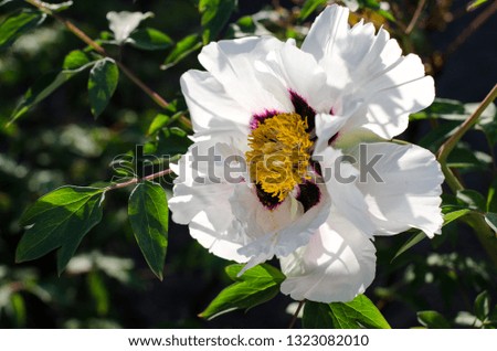 Floral background with beautiful White mountain tree peony among spring foliage.