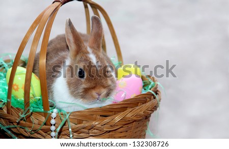 Little Easter bunny and Easter eggs in the basket