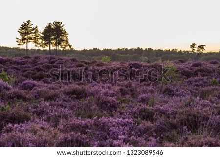 Blooming purple lavender field with two trees in the background with a beginning sunset.