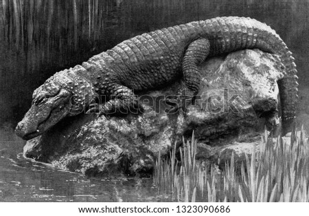 Chinese alligator, vintage engraved illustration. From the Universe and Humanity, 1910.
