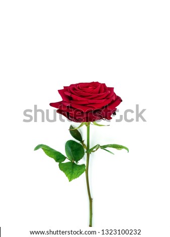 Red isolated rose on a white background. Incredible looking flower - Image