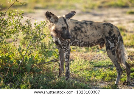 Wild dog hunting in Botswana, buffalo calf with predators. Wildlife scene from Africa, Moremi, Okavango delta. Animal behavior, pack pride of African wild dogs offensive on calf, Botswana - Image
