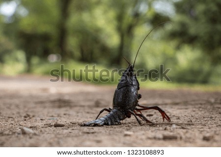 Crayfish walking on a path in National Park in Spain during hiking trip on sunny day.
