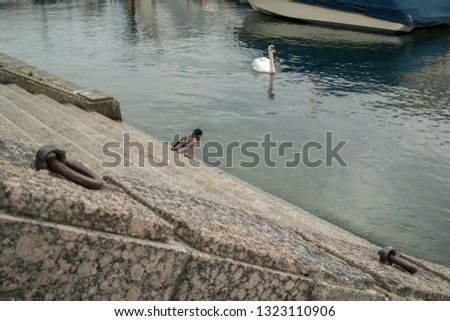 A swan is swimming in the Limmat river in Zurich while a duck is sitting alone on the riverside