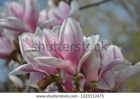 Blooming pink magnolias in a park. Spring nature wallpaper with blurry gradient backdrop. Toned image doesn’t in focus.