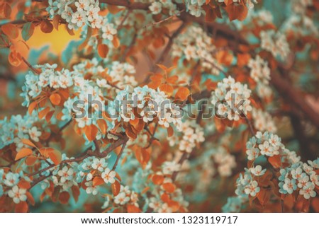 Vintage branch of a blossoming pear against sky. Spring nature background. Blue toned
