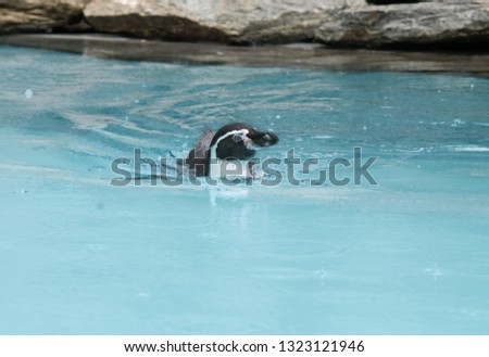 Penguin in the Park swimming in the water, penguin in the zoo pool, swimming waterfowl