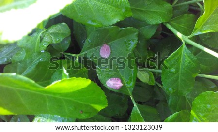 Delicate pink petals on beautiful green leaves moistened by raindrops