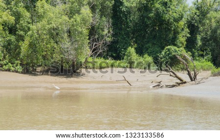 Great white egret wading by the water's edge along the Adelaide River bank with lush greenery in Middle Point, Australia