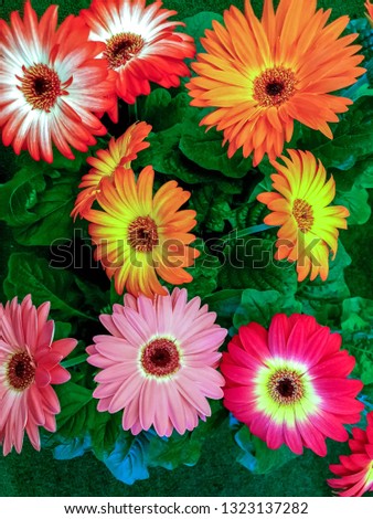Beautiful mixed gerbera flowers. Very colorful. Flowering wallpaper - Image