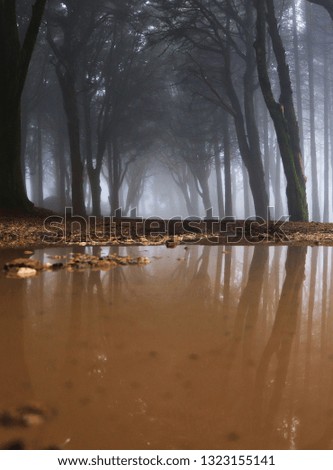forest covered with mist. Arched tree branches reflected in rainwater.