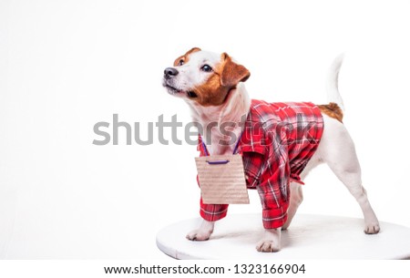Homeless dog looking for a home. Сute beautiful puppy Jack Russell Terrier in a red shirt with a sign on his neck