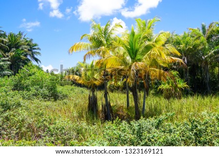 Close up of tropical forest, jungle in Praia Do Forte, Brazil. Forest supporting lush ferns and palms trees. Evergreen rain forest during blue hot summer day