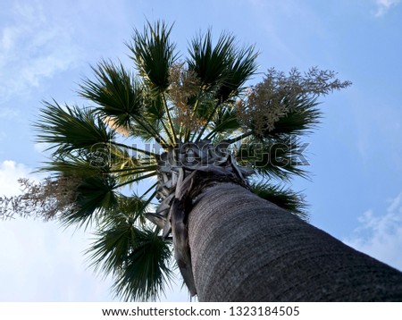 Palm trees against the background blue sky - image