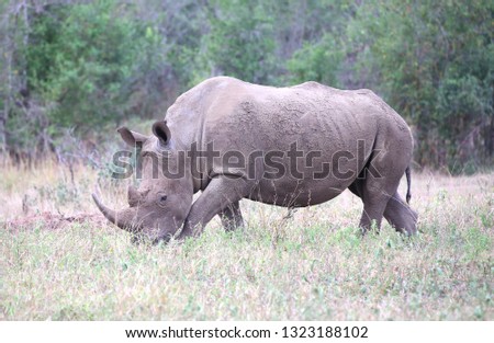 rhino in Kruger National Park