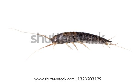 Silverfish isolated on white