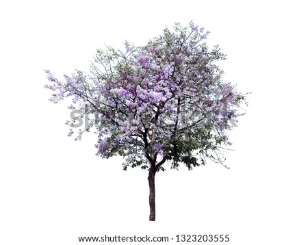 tree dicut at isolated on white background  Royalty-Free Stock Photo #1323203555