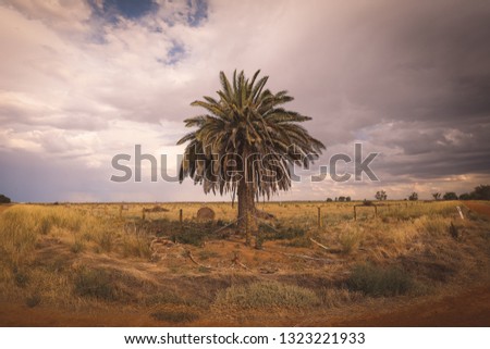 Lonely palm tree in the corner of dry paddock by a dirt road in country Victoria, Australia