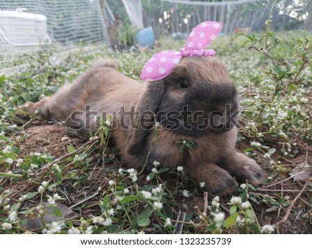 Cute rabbit in garden