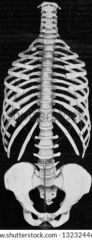 Human vertebral column with sides and pelvic girdle, vintage photo. From the Universe and Humanity, 1910.
