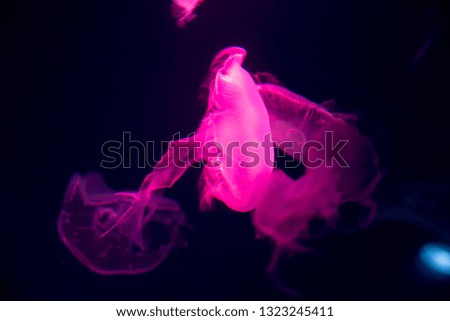Close-up Jellyfish, Medusa in fish tank with neon light. Jellyfish is free-swimming marine coelenterate with a jellylike bell- or saucer-shaped body that is typically transparent.