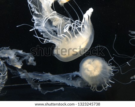 jellyfish floating in an aquarium on the black background