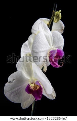 A studio photo of a beautiful white and purple orchid flower against black background.