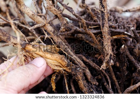 Hand hold Stripped tree root,foot and root rot which fungus is causing the problem Royalty-Free Stock Photo #1323324836