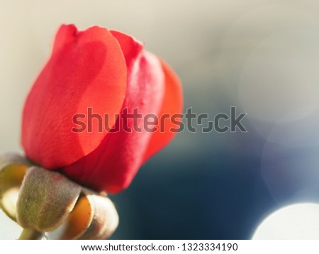 Bud of a scarlet rose in beams of the sun. Close up The beautiful delicate flower did not reveal in form of bud yet. Decorative element to a congratulation and declaration of love.