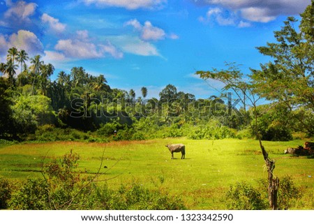 
one afternoon at the buffalo shepherd's land