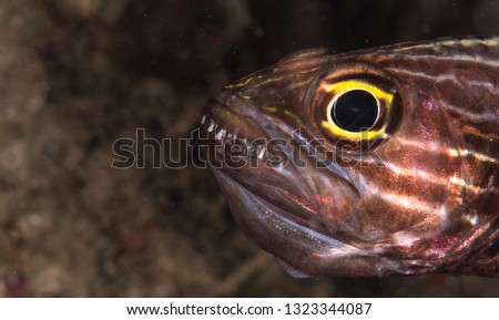 Cardinal fish with eggs 