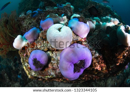 Nice sea anemone
