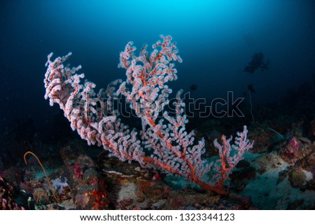 Colorful coral in Similan, Thailand