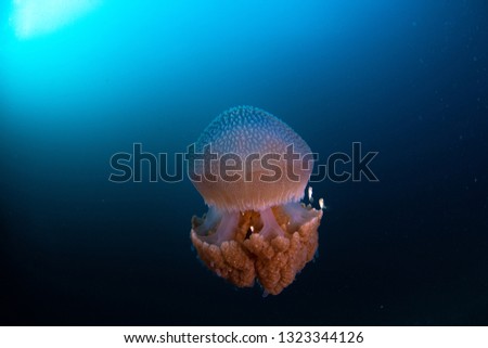 Nice Jelly fish with clear water