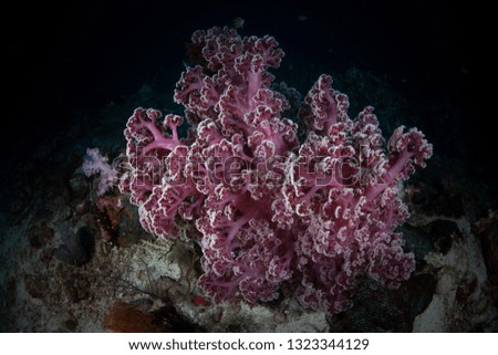 Colorful of soft coral in Myanmar