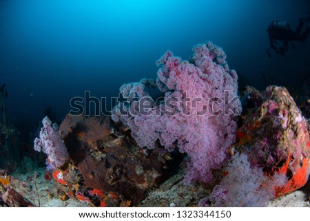 Colorful of soft coral in Myanmar