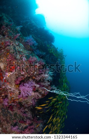 Nice Reef in Similan Islands Thailand