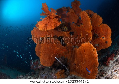 Big Sea fan and soft Coral in Myanmar