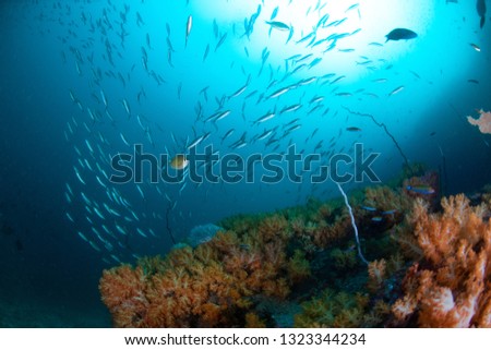 School of Snappers with Gorgonian Fan at  Similan Islands Thailand
