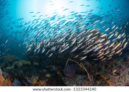 School of Snappers with clear water at  Similan Islands Thailand
