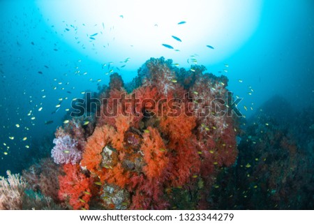 Beautiful Reef in Similan Islands Thailand