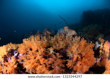 Reef in Similan Islands Thailand