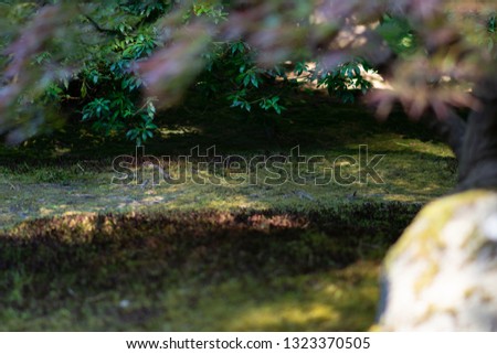 Photography from the Japanese Garden in Portland Oregon.