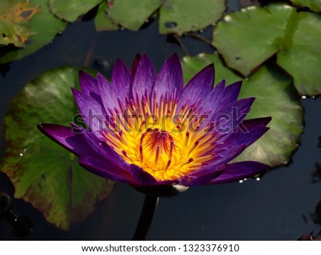 Blue water lily called flower water queen
