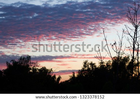 real beautiful silhouette lines of tree branch colorful rainbow sky sunset light full high resolution free wallpaper