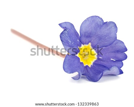 blue primula flowers on a white background