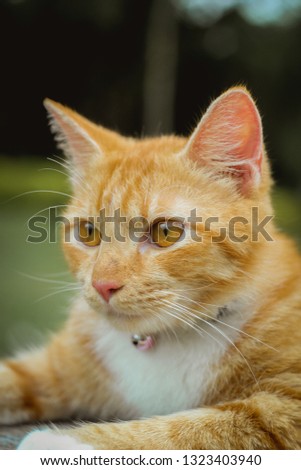 Close up picture of a young yellow cat on a floor.