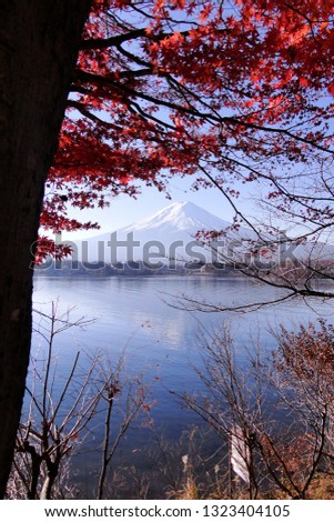 Mount Fuji (Japanese iconic) with maple trees in autumn.