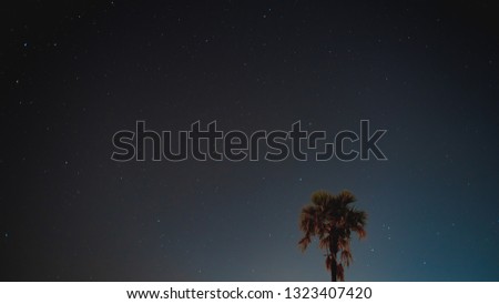 sugar palm in night time